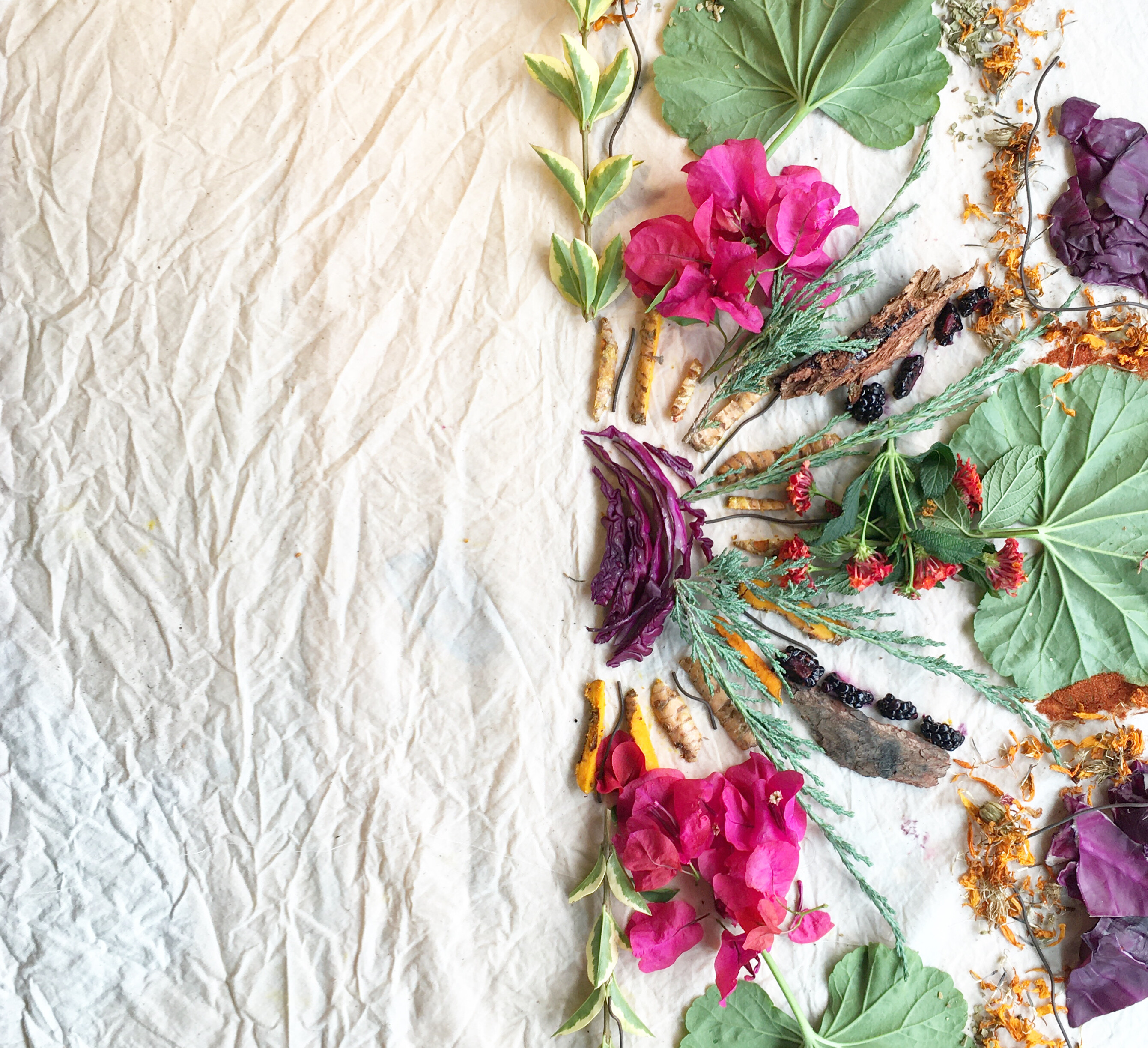 Yollocalli X Mamifero Plain Image