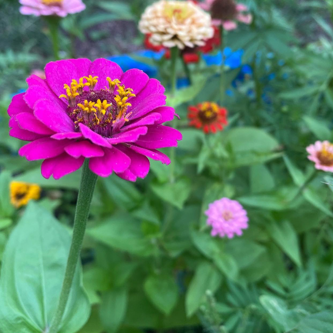 Yollocalli X Vale Espinoza Plain Image