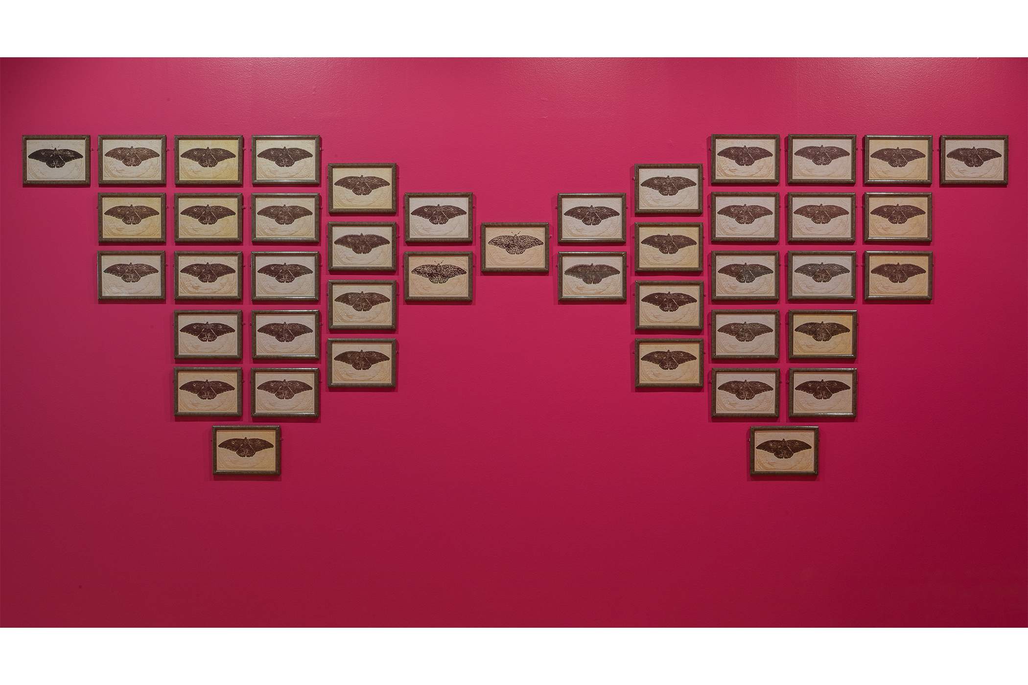 An art piece consisting of: A collection of woodcuts of a butterfly, framed and laid out to form the shape of a butterfly.